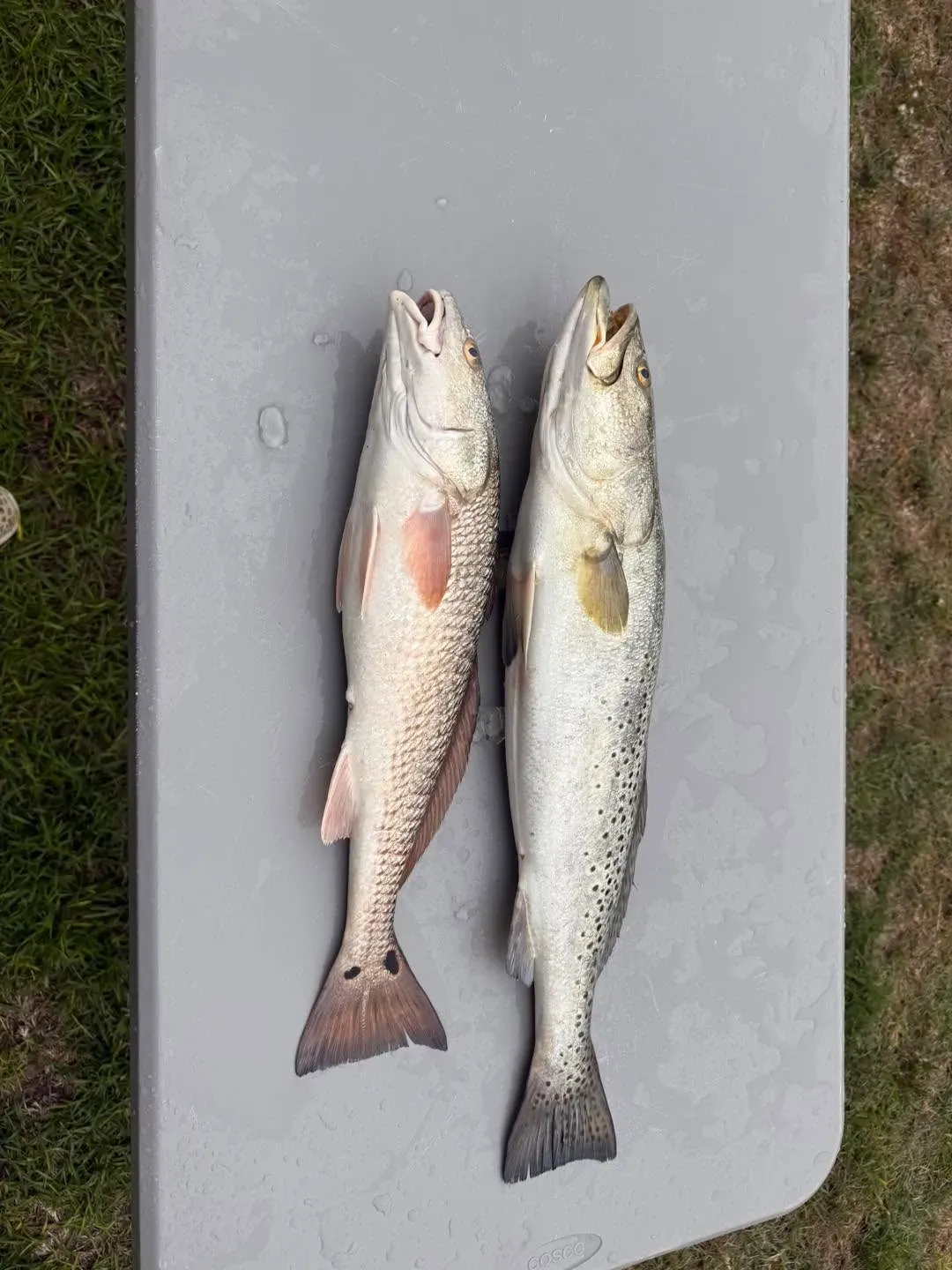 Best Fish for Kayak Fishing Florida